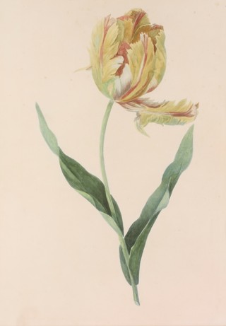Early 20th Century watercolour, unsigned, botanical study 16 1/2" x 11" 