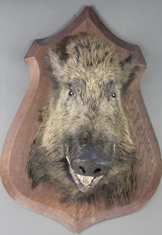 A stuffed and mounted wild boars head 