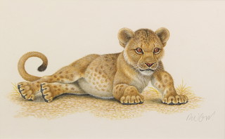 Richard W Orr, signed, gouache study of a lion cub 5 1/2" x 9" 