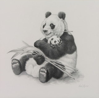 Richard W Orr, signed, pencil and ink study of a panda and cub 11 1/2" x 11 1/2" 