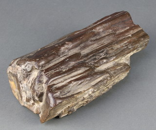 A section of petrified timber 9" x 5" 