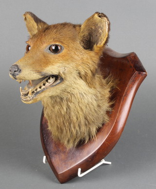 Edward Allen, a stuffed and mounted foxes mask raised on a mahogany shield 