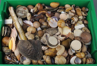 A good collection of 19th Century and later sea shells