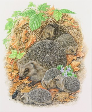 Richard Orr, acrylic, signed, study of a family of hedgehogs and a beetle 12 1/2" x 10" 