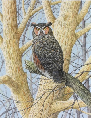 Richard Orr, acrylic, signed, study of a Great Horned owl 18" x 14" 
