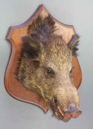 A stuffed and mounted wild boar's head 