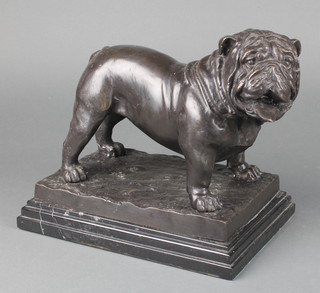 A bronze figure of a standing bull dog raised on a black stepped marble base 8 1/2" x 10" x 7" 