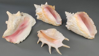 Four large sea shells (2 with holes)
