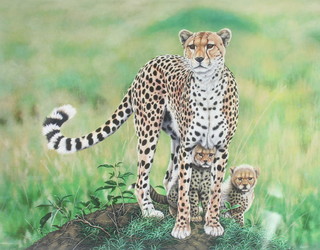 Richard W Orr, print signed in pencil,"Shakira" a study of a cheetah and cubs no. 2/350 20 1/2" x 26"  
