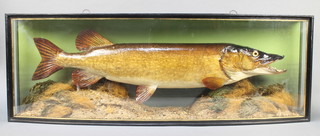 A Cooper style stuffed and mounted pike, contained in a bow fronted case 15"h x 41"w x 7"d 