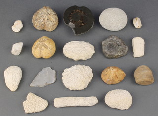 A collection of fossils