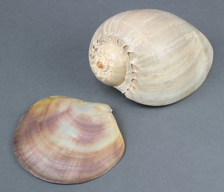 2 large sea shells 7" and 10" 