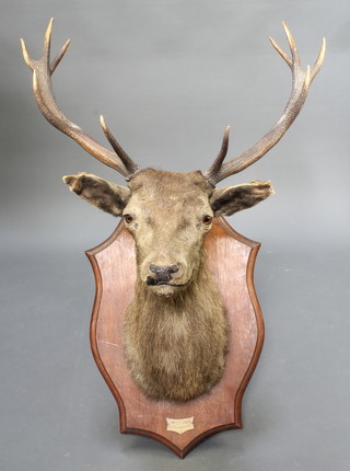 A French stuffed and mounted stag's head with plaque marked Foret De Luchy 18 Decembre 1927 