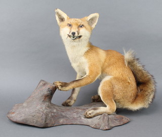 A stuffed and preserved figure of a seated fox 25" 