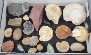A collection of fossils including ammonites 