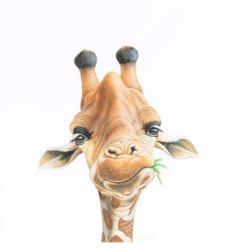 Richard W Orr, acrylic, signed, study of a giraffe 15" x 13" 