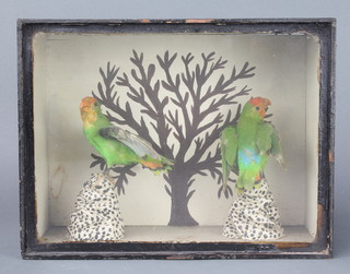 A pair of Victorian stuffed and mounted birds contained in an ebonised case 10"h x 13"w