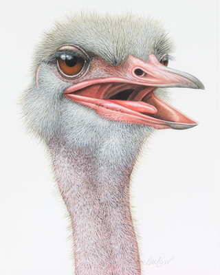 Richard W Orr, acrylic, signed, study of an ostrich 12" x 9" 