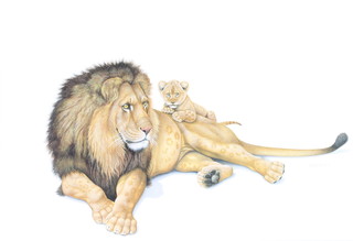 Richard W Orr, acrylic, signed, study of a lion and lion cub 14" x 27" 