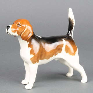 A Beswick figure of a standing beagle 6"