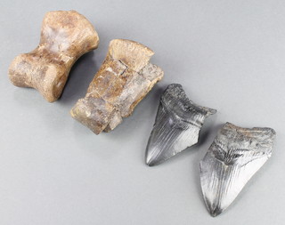 2 Megalodon teeth and 2 dinosaur knuckle joints 