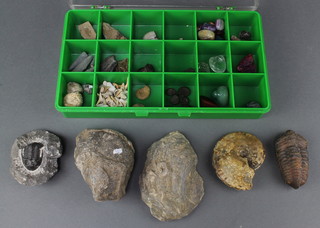 A collection of fossils 
