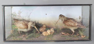 2 stuffed and preserved Woodcock with 3 chicks, contained in a rectangular naturalistic case 12" x 29"w x 8 1/2"d 