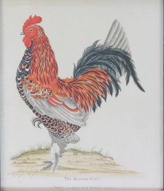 A coloured print "The Bantam-Cock"  in a decorative gilt and ebonised frame 13" x 11" 