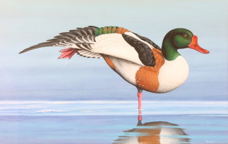 Richard W Orr, acrylic, signed, study of a Shell Duck 11 1/2" x 18" 