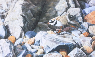 Bainbridge, watercolour, signed, ornithological study 9 1/2" x 16" 