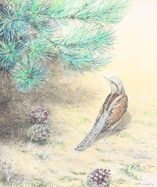 E Leahay, watercolour, signed, labels on verso, "Wryneck in the Dunes" 12 1/2" x 10 1/2"  