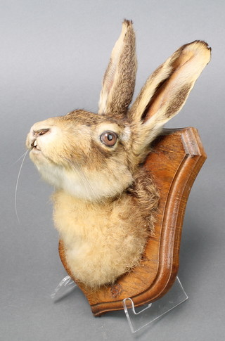 A stuffed and mounted hares head by Emily Mayers 