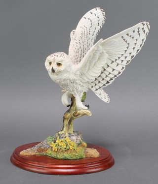 A Border Fine Arts group - Snowy Owl A4056 by Russell Willis 11" boxed