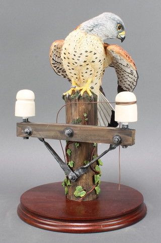 A Border Fine Arts figure of a Kestrel by R J Ayres 106/350 2005 12" with certificate 
