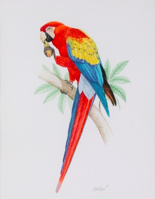 Richard W Orr, gouache, signed, study of a scarlet Macaw 11" x 9" 
