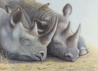 Richard W Orr, gouache, signed, study of 2 rhinoceros 13 1/2" x 18 1/2"  