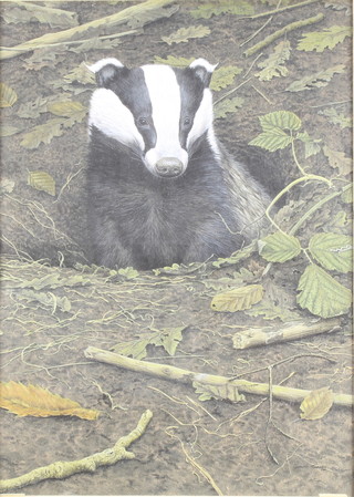 Simon Turvey, watercolour, signed, study of a Badger 18 1/2" x 13" 