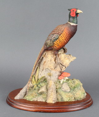 A Border Fine Arts figure of a cock pheasant "Woodland Majesty"  by D Walton 1996 10" 