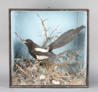 J Gardner, a Victorian stuffed and mounted magpie in naturalistic surroundings, cased 17" x 17" 