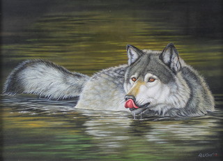 Richard W Orr, acrylic, signed, a wolf in a river 10 1/2" x 14 1/2" 