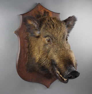 A large and impressive stuffed and mounted boar's head 