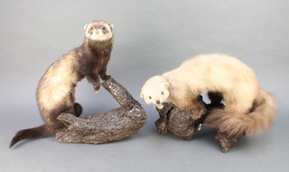 Two stuffed and mounted pine martins? 