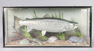 C J Elliott, a 7lb 13ozs stuffed and preserved sea trout, taken on the 29 April 1998 contained in a black and gilt rectangular naturalistic case 14"h x 31 1/2"w x 16"d, case labelled  
