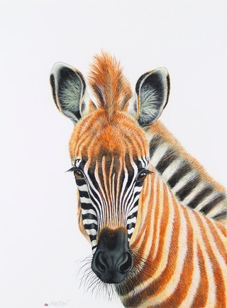 Richard W Orr, gouache, signed, study of a baby Zebra 16" x 13"  