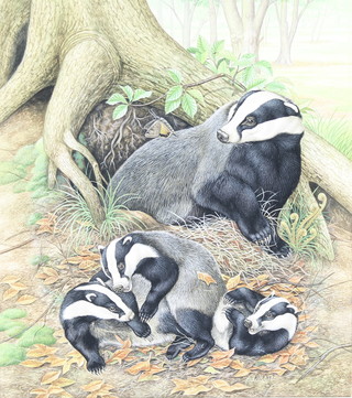Richard W Orr, gouache, study of  badgers in a forest 13" x 11 1/2"
