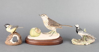 A Border Fine Arts figure of a Wagtail 9", a Great Tit sitting on a coconut shell 3 1/2" and a thrush eating an apple all by Richard Ayres
