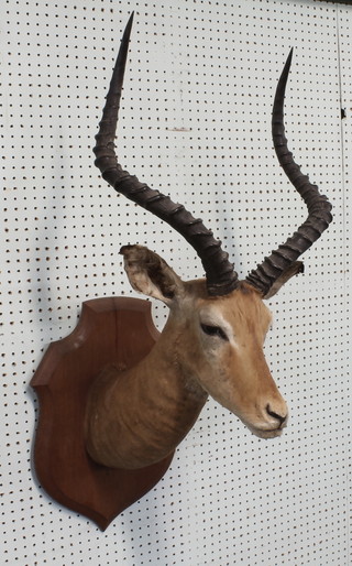 A stuffed and mounted Cobe De Buffon (from the antelope family)