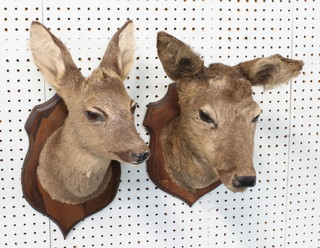 2 stuffed and mounted deer's heads on oak shields
