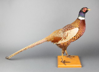 A stuffed and mounted cock pheasant raised on an oak base 18"h x 32"w x 6"d