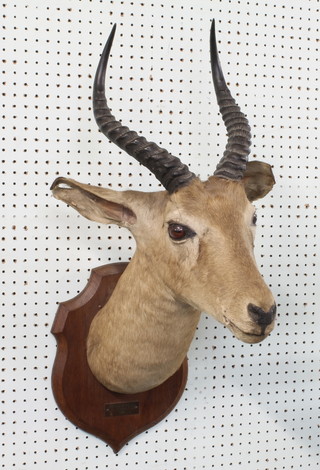 A stuffed and mounted Cobe  De Buffon (from the antelope family), raised on an oak plaque dated 1975
